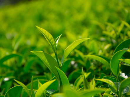 GB/T 33915-2017 农产品追溯要求 茶叶